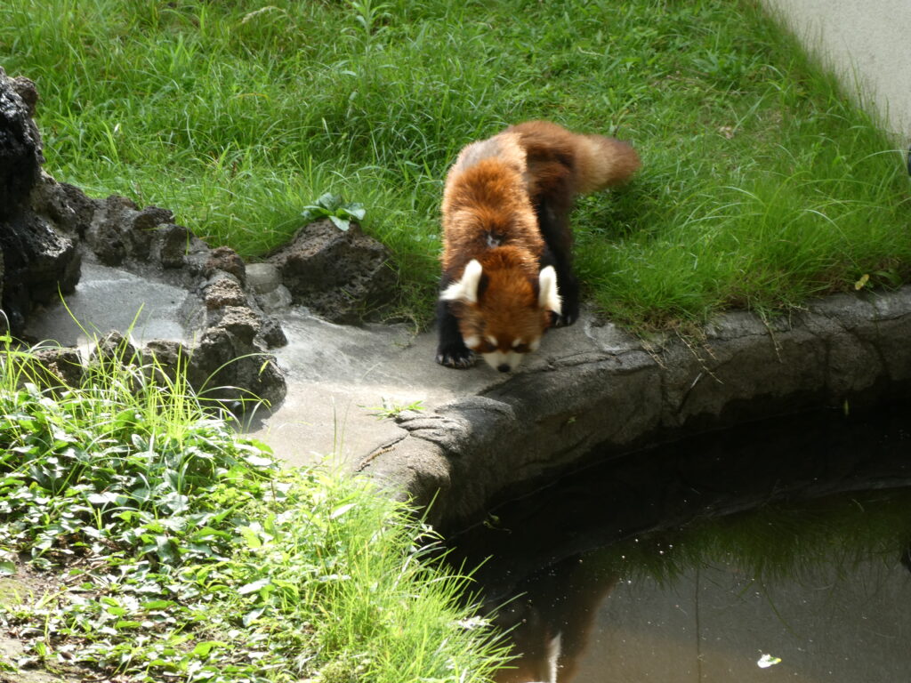 楽寿園　レッサーパンダ