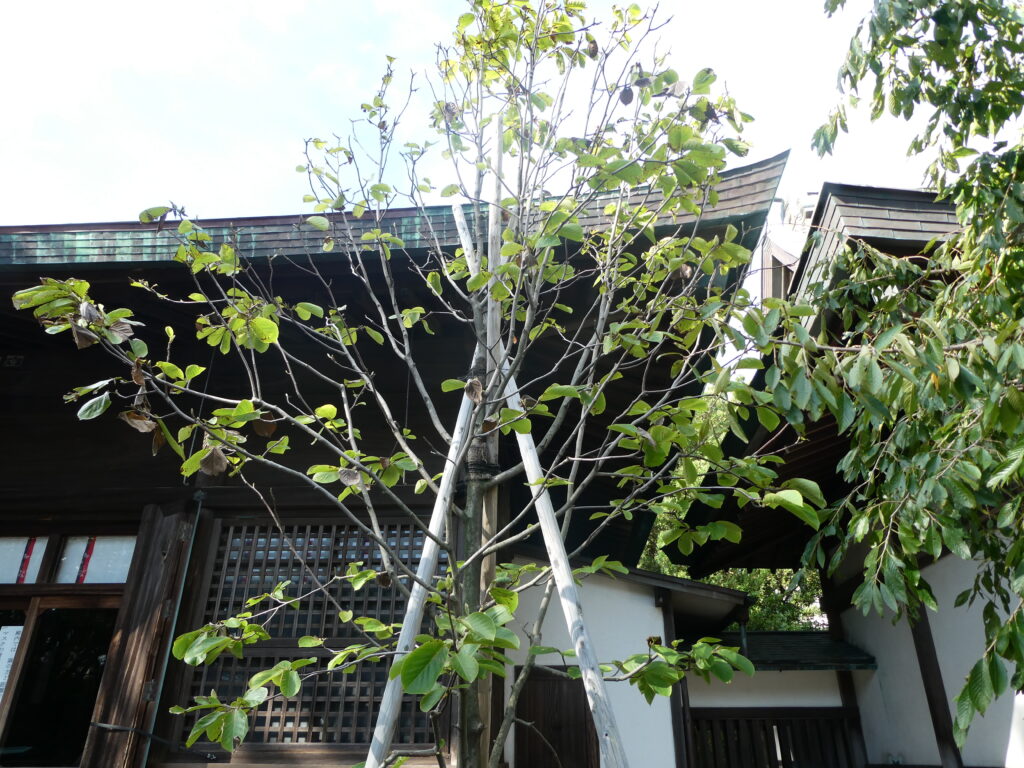 丸子浅間神社（沼津）の境内に植樹されている白木蓮