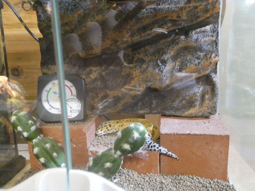 ヒョウモントカゲモドキ