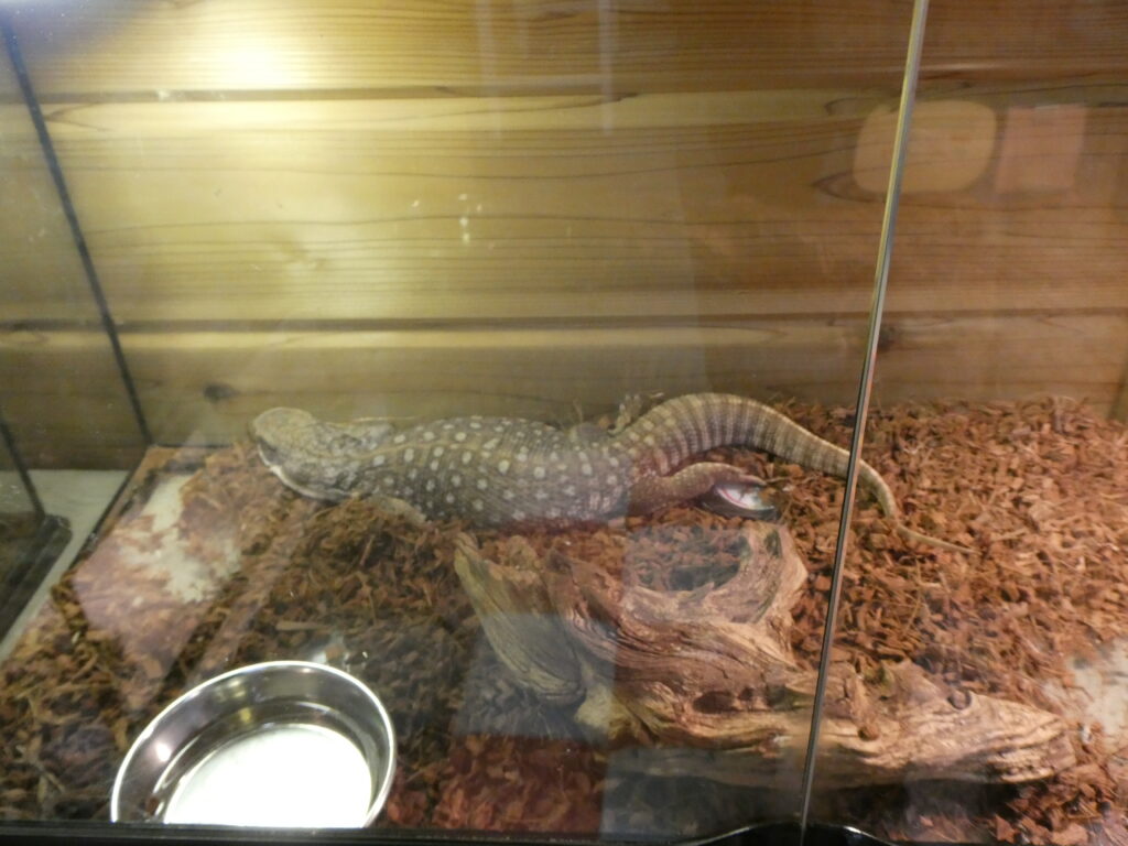 サバンナモニター