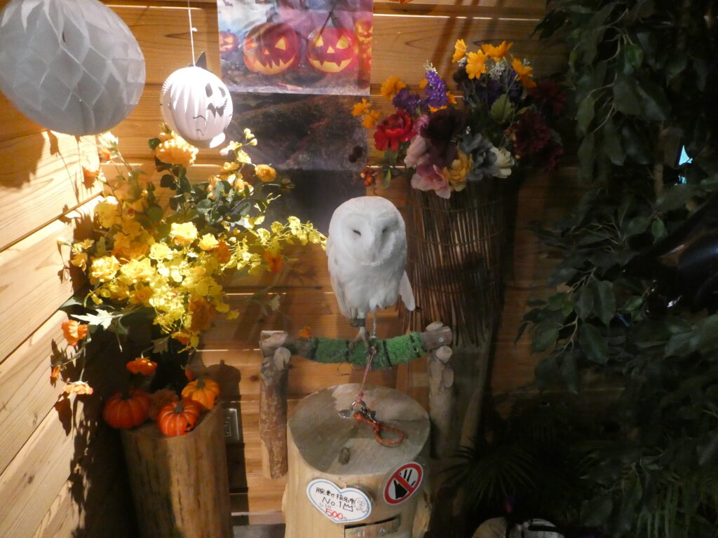 シロフクロウ