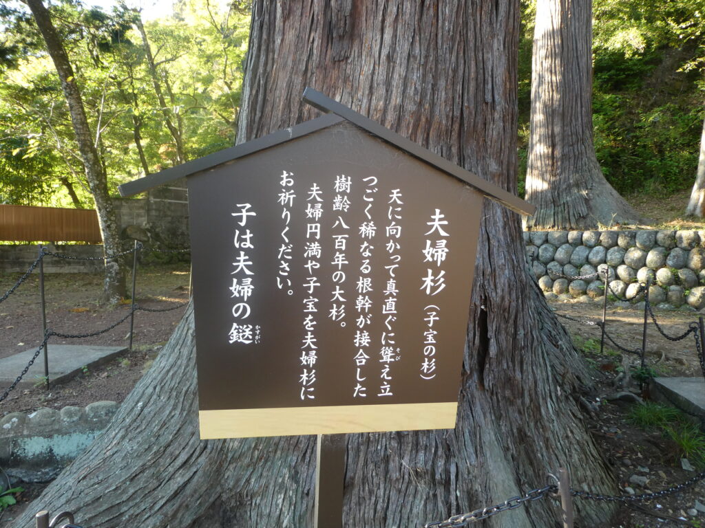 日枝神社（伊豆・修善寺）夫婦杉